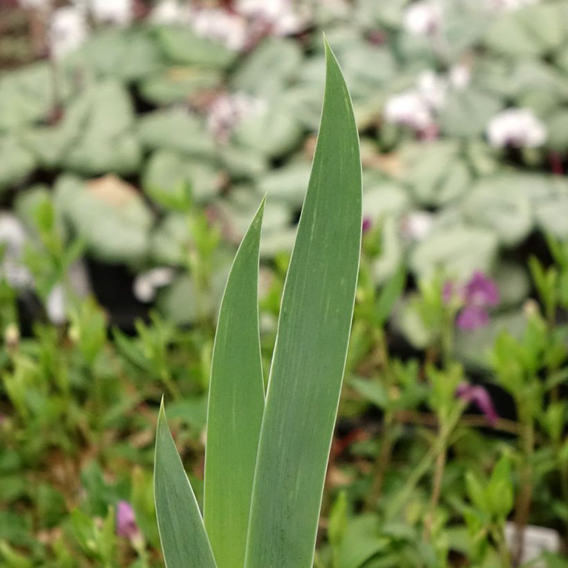 Iris Crinoline - Schwertlilie (Laub)