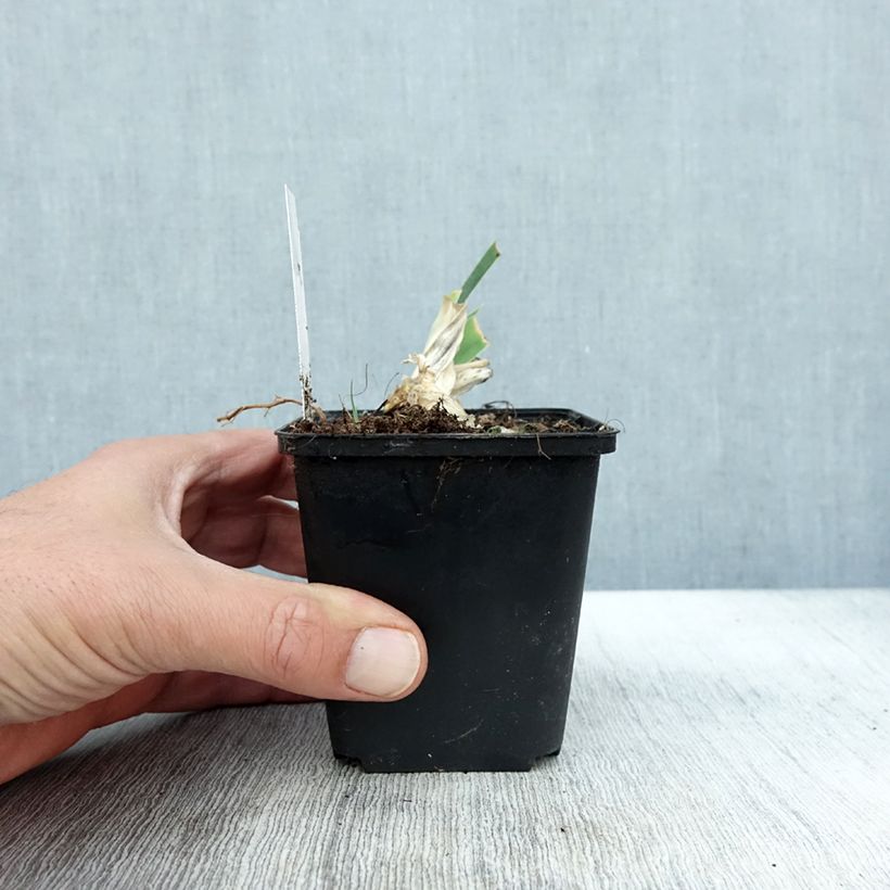 Exemplar von Iris Dame Blanche - Schwertlilie Kleine Töpfe von 8/9 cm wie im Herbst geliefert