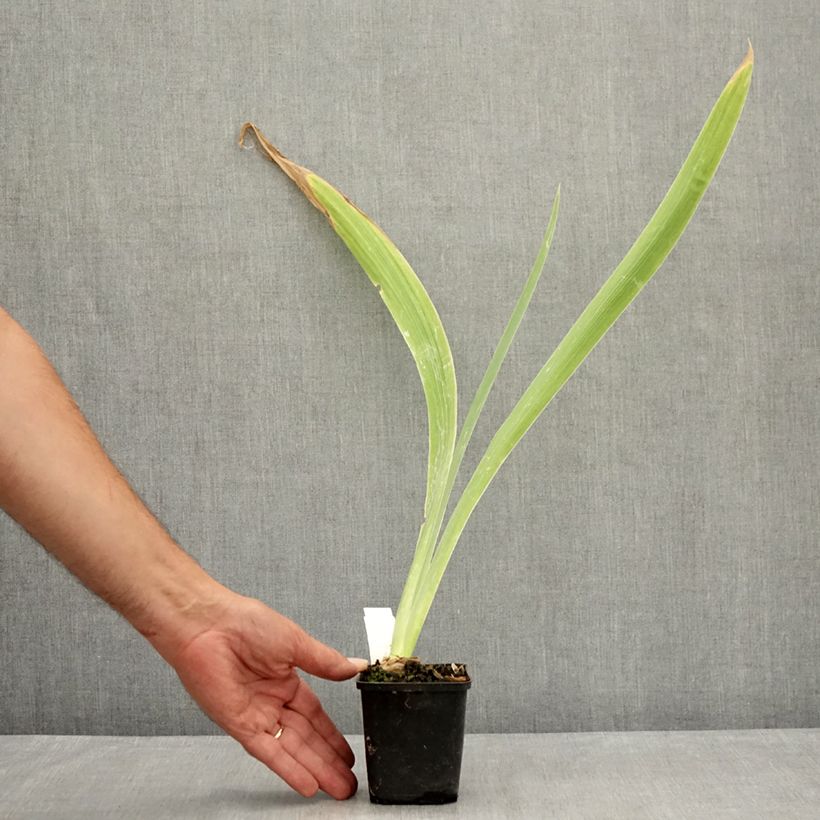 Exemplar von Iris Dating A Royal - Schwertlilie Kleine Töpfe von 8/9 cm wie im Sommer geliefert