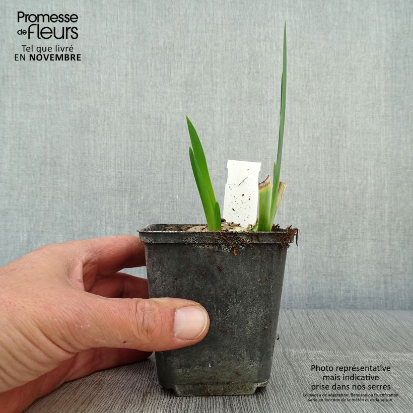 Exemplar von Iris Déguisement - Schwertlilie Kleine Töpfe von 8/9 cm wie im Herbst geliefert
