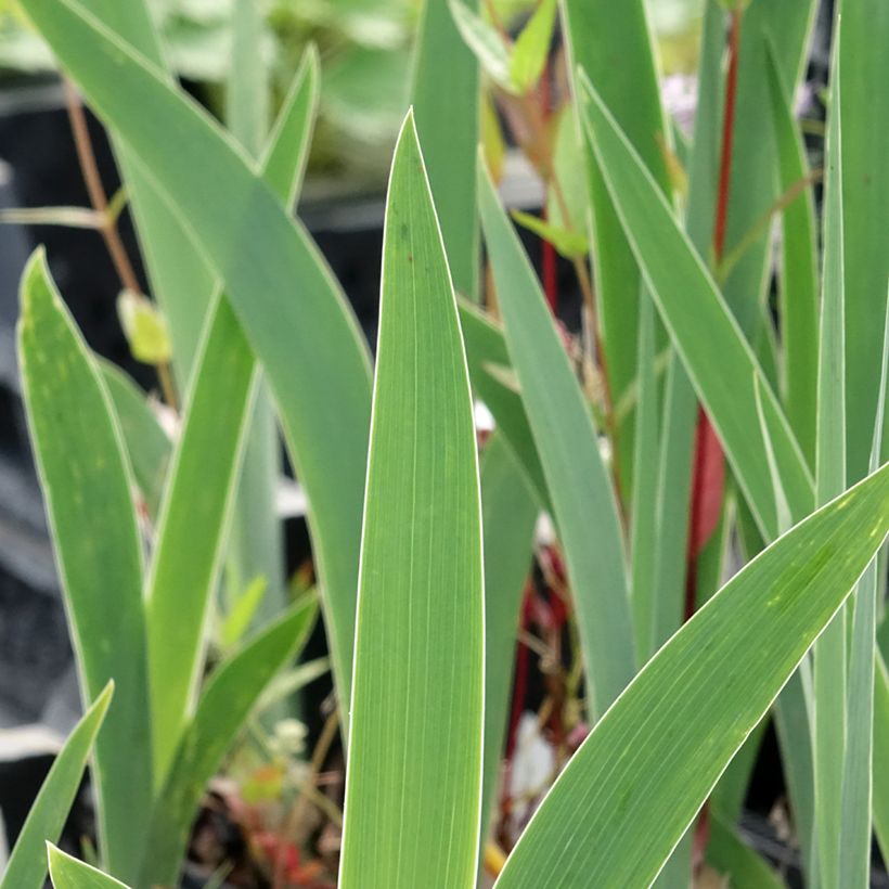 Iris Dutch Chocolate - Schwertlilie (Laub)