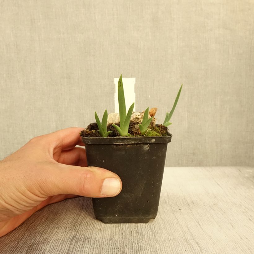 Exemplar von Iris En Ebullition - Schwertlilie Kleine Töpfe von 8/9 cm wie im Herbst geliefert