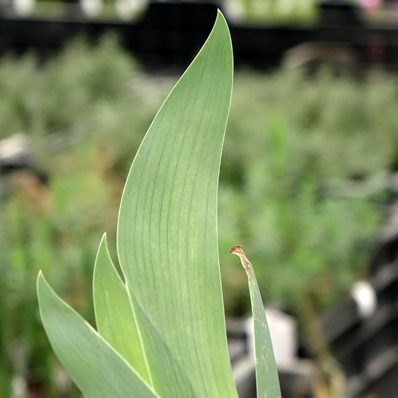 Iris Flaming Dragon - Schwertlilie (Laub)