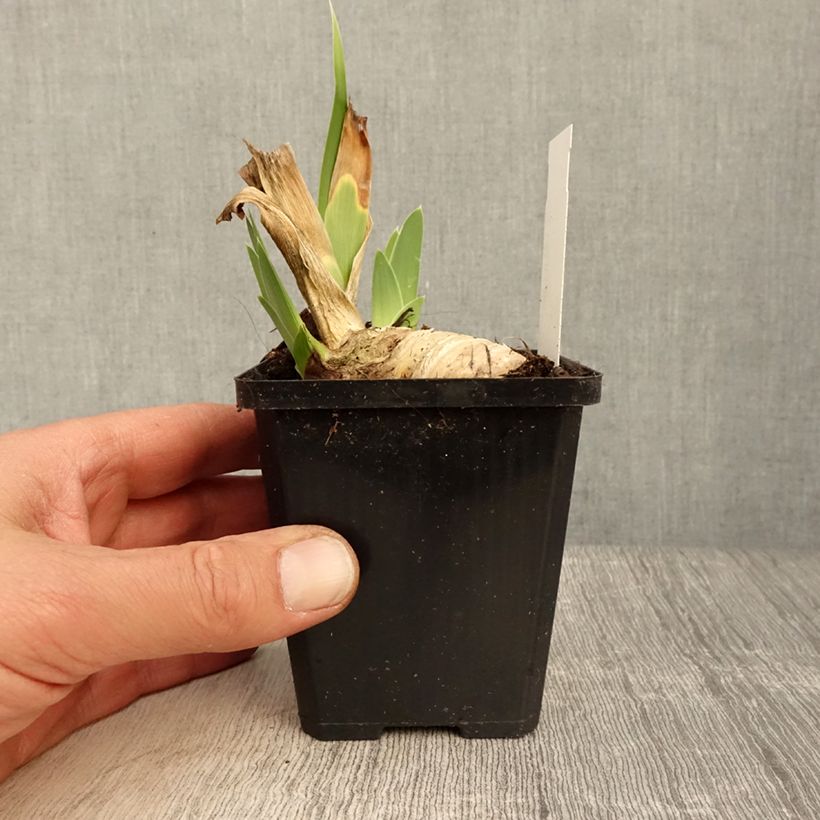 Exemplar von Iris Friendly Seas - Schwertlilie Kleine Töpfe von 8/9 cm wie im Frühjahr geliefert