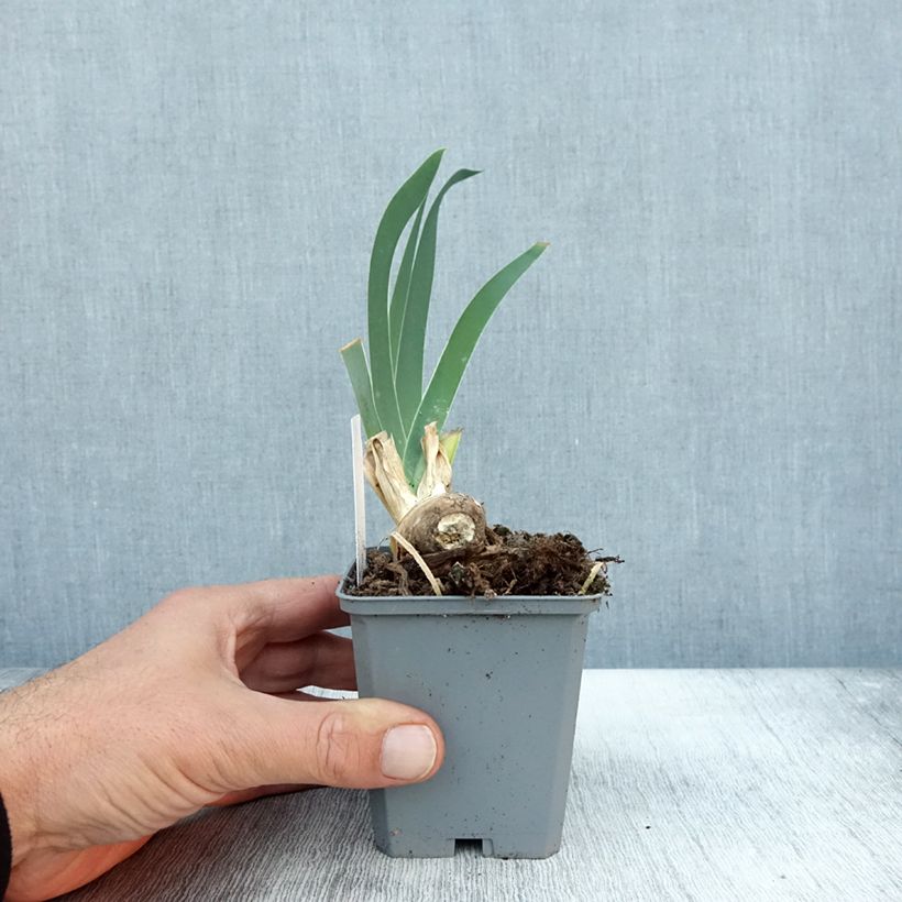 Exemplar von Iris Frison-Roche - Schwertlilie Kleine Töpfe von 8/9 cm wie im Herbst geliefert