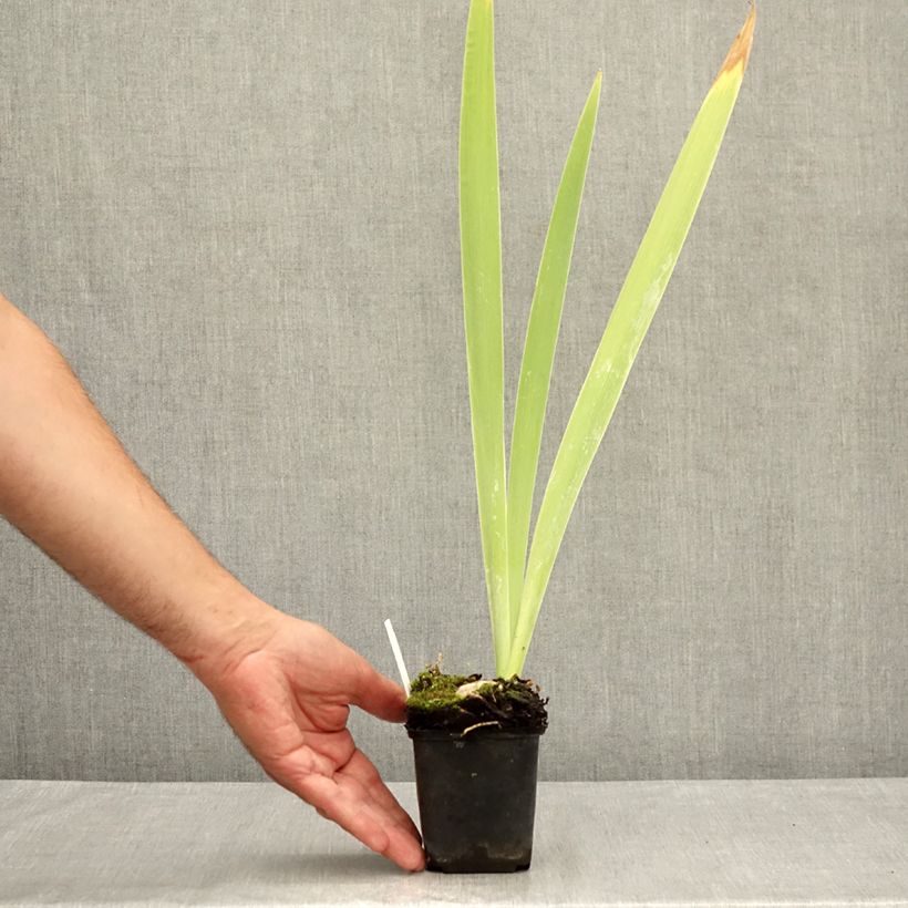 Exemplar von Iris Galopade - Schwertlilie Kleine Töpfe von 8/9 cm wie im Sommer geliefert