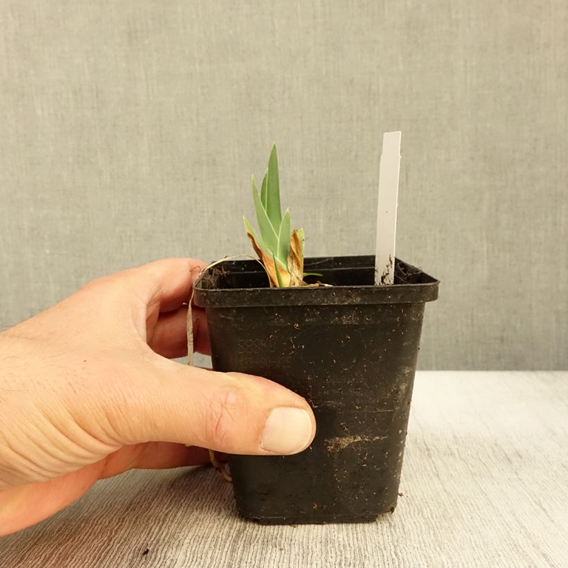 Exemplar von Iris Gérard Brière - Schwertlilie Kleine Töpfe von 8/9 cm wie im Herbst geliefert