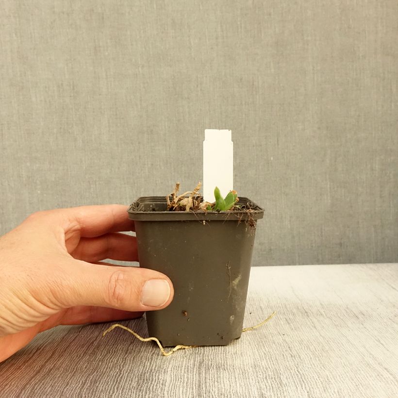 Exemplar von Iris Ghost Train - Schwertlilie Kleine Töpfe von 8/9 cm wie im Herbst geliefert
