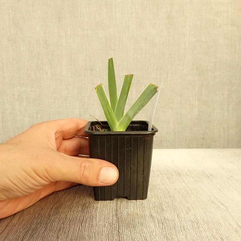 Exemplar von Iris Glacier - Schwertlilie Kleine Töpfe von 8/9 cm wie im Herbst geliefert
