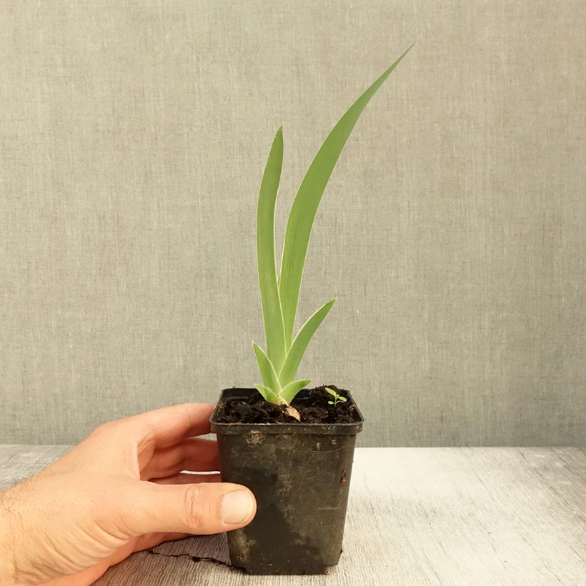 Exemplar von Iris Golden Immortal - Schwertlilie Kleine Töpfe von 8/9 cm wie im Herbst geliefert