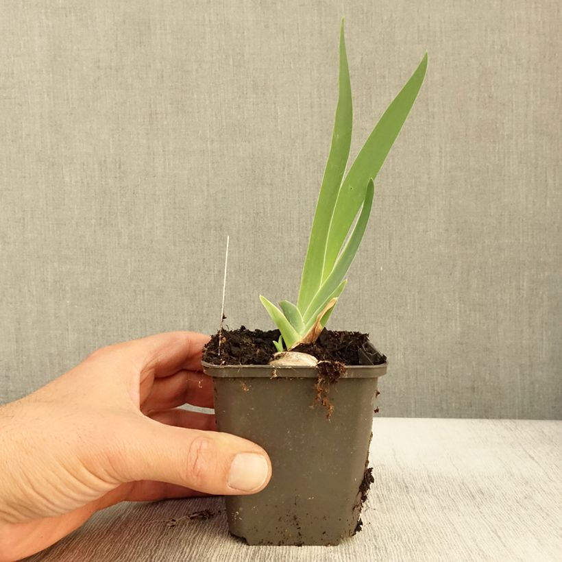 Exemplar von Iris Grand Canari - Schwertlilie Kleine Töpfe von 8/9 cm wie im Herbst geliefert