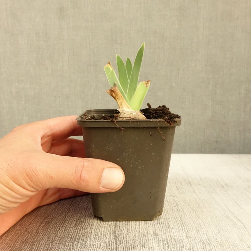 Exemplar von Iris Guatemala - Schwertlilie Kleine Töpfe von 8/9 cm wie im Herbst geliefert