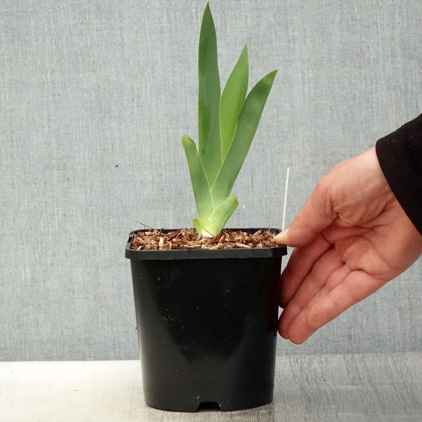 Exemplar von Iris Harbor Blue - Schwertlilie Topf mit 1,5L/2L wie im Frühjahr geliefert