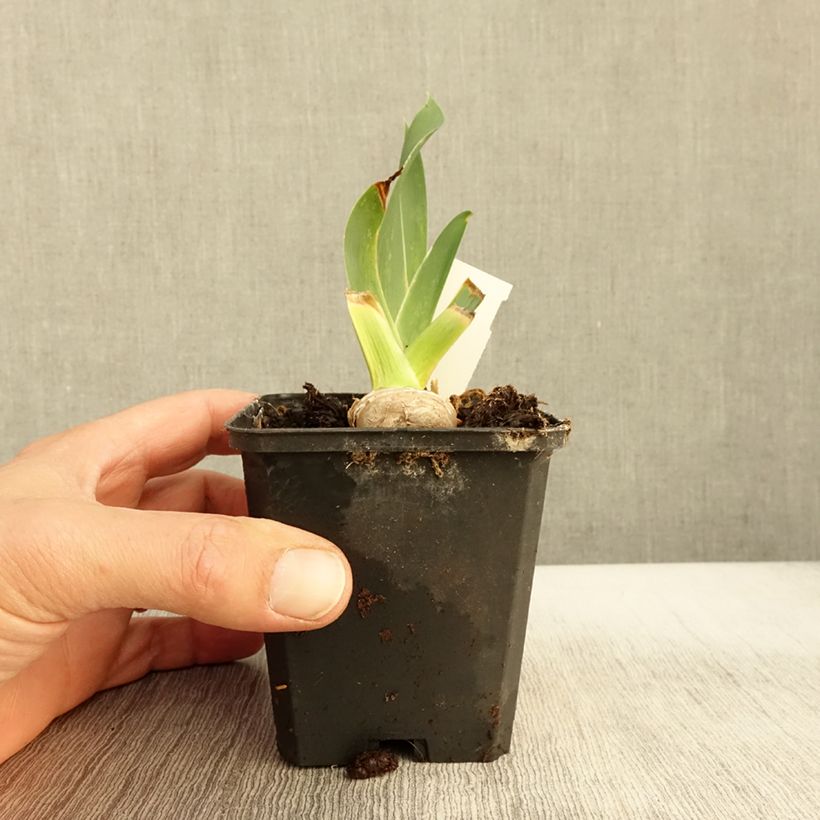 Exemplar von Iris High Stakes - Schwertlilie Kleine Töpfe von 8/9 cm wie im Herbst geliefert
