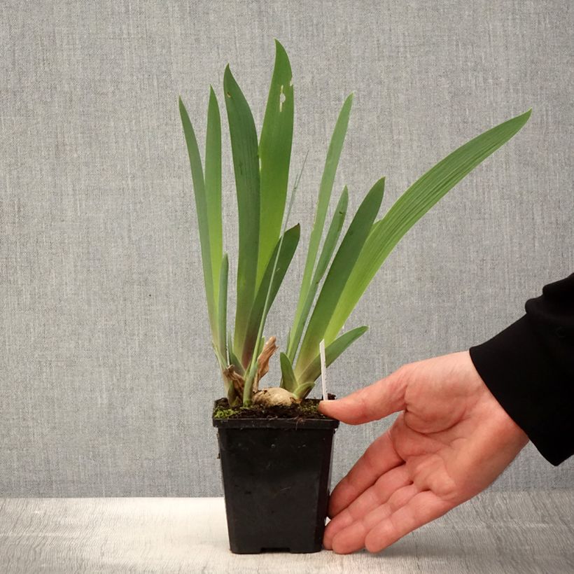 Exemplar von Iris Honky Tonk Blues - Schwertlilie Kleine Töpfe von 8/9 cm wie im Frühjahr geliefert