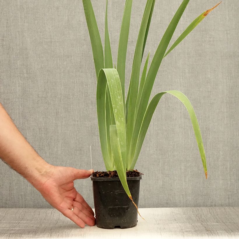Exemplar von Iris Immortality - Schwertlilie Topf mit 1,5L/2L wie im Sommer geliefert