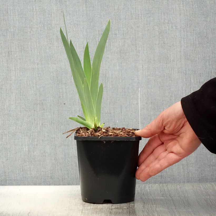 Exemplar von Iris Immortality - Schwertlilie Topf mit 1,5L/2L wie im Frühjahr geliefert