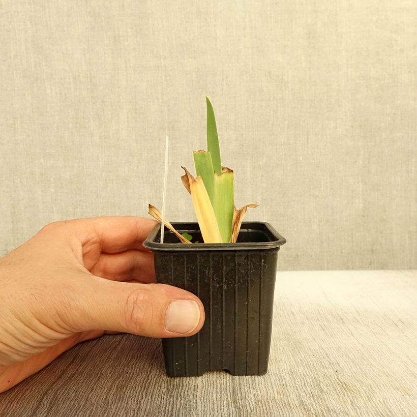 Exemplar von Iris Inferno - Schwertlilie Kleine Töpfe von 8/9 cm wie im Herbst geliefert