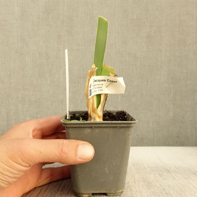 Exemplar von Iris Jacques Cœur - Schwertlilie Kleine Töpfe von 8/9 cm wie im Herbst geliefert