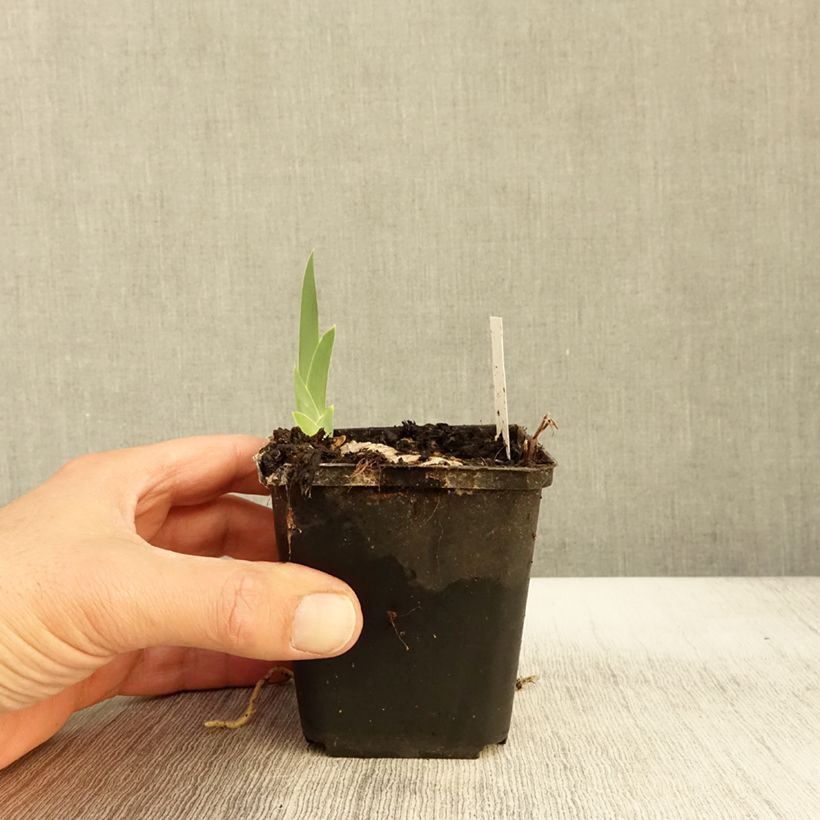 Exemplar von Iris La part des Anges - Schwertlilie Kleine Töpfe von 8/9 cm wie im Herbst geliefert