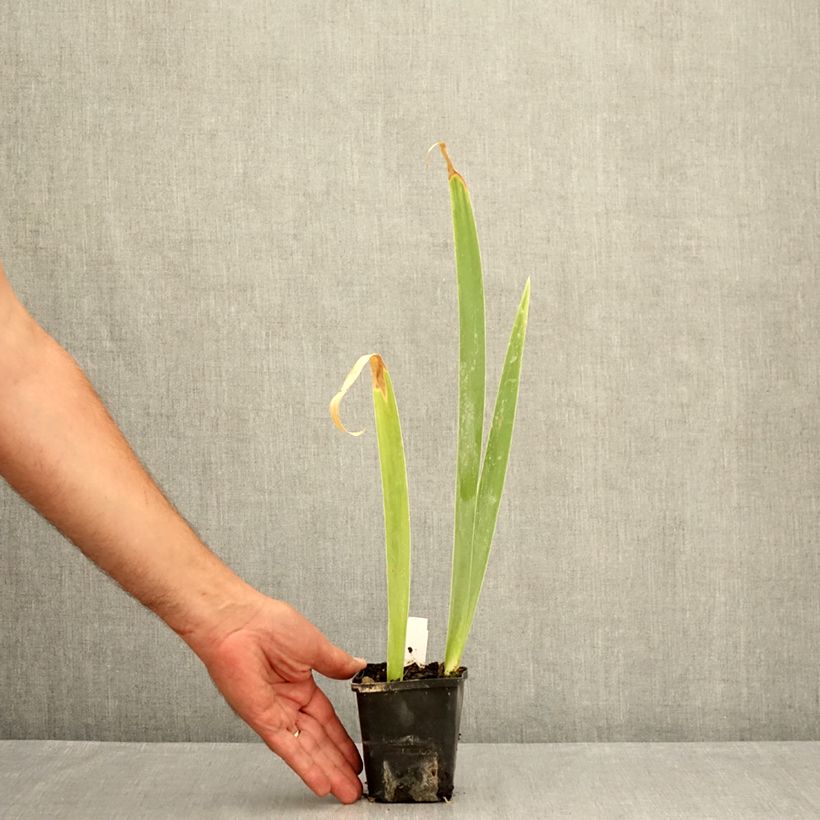 Exemplar von Iris Lemon Bubbly - Schwertlilie Kleine Töpfe von 8/9 cm wie im Sommer geliefert