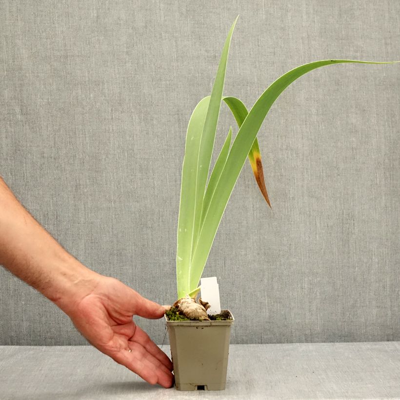 Exemplar von Iris Leonin - Schwertlilie Kleine Töpfe von 8/9 cm wie im Sommer geliefert