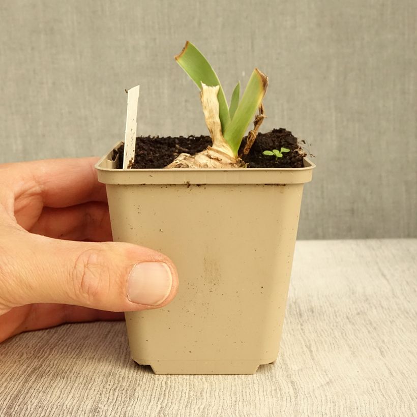 Exemplar von Iris Ma Mie - Schwertlilie Kleine Töpfe von 8/9 cm wie im Herbst geliefert