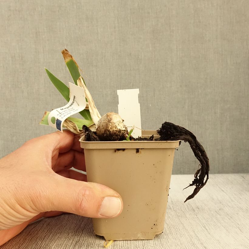 Exemplar von Iris Magnétisme - Schwertlilie Kleine Töpfe von 8/9 cm wie im Herbst geliefert
