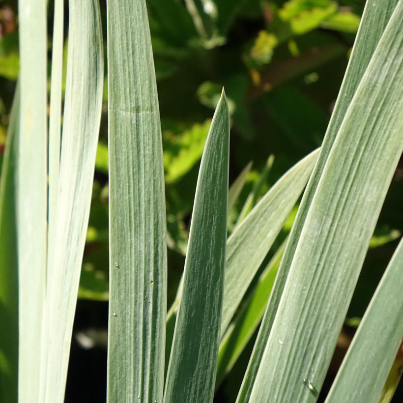 Iris Marron Chaud - Schwertlilie (Laub)