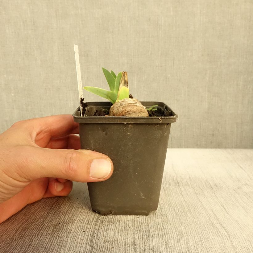 Exemplar von Iris Master Plan - Schwertlilie Kleine Töpfe von 8/9 cm wie im Herbst geliefert