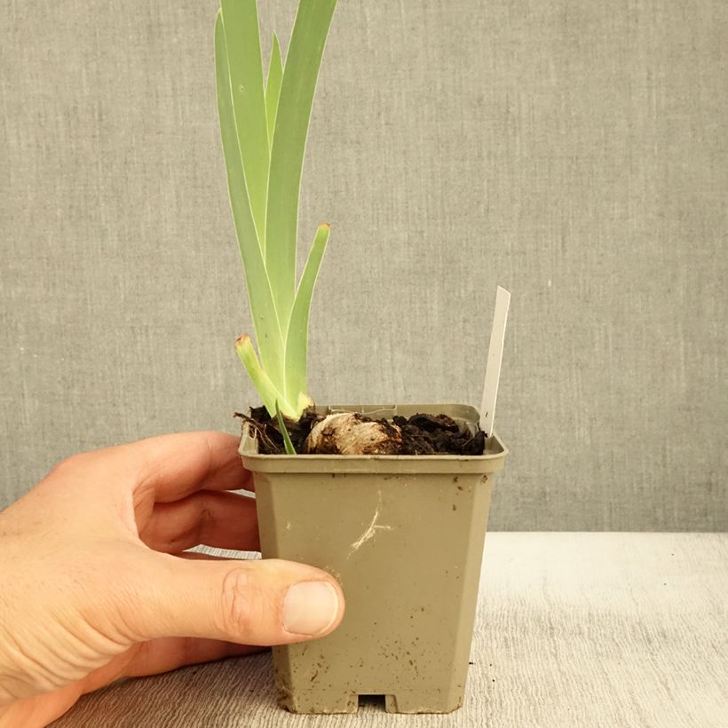 Exemplar von Iris Morning Mail - Schwertlilie Kleine Töpfe von 8/9 cm wie im Herbst geliefert