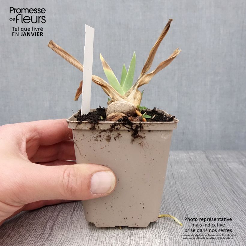 Exemplar von Iris Naples - Schwertlilie Kleine Töpfe von 8/9 cm wie im Winter geliefert