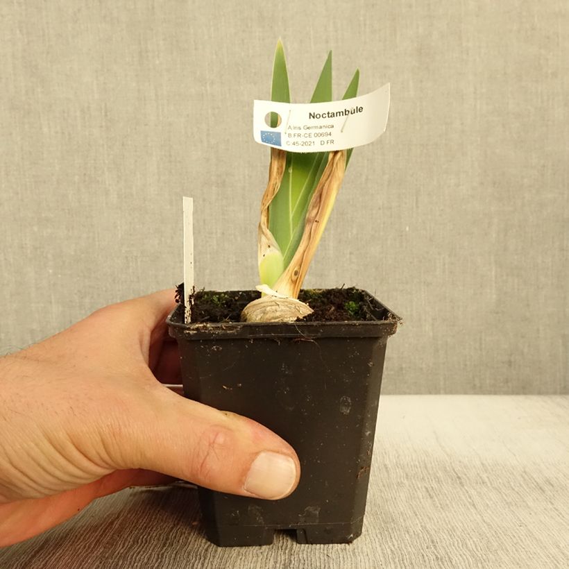 Exemplar von Iris Noctambule - Schwertlilie Kleine Töpfe von 8/9 cm wie im Herbst geliefert