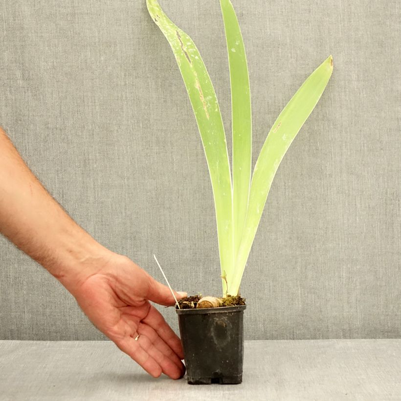 Exemplar von Iris Oh! Susannah - Schwertlilie Kleine Töpfe von 8/9 cm wie im Sommer geliefert