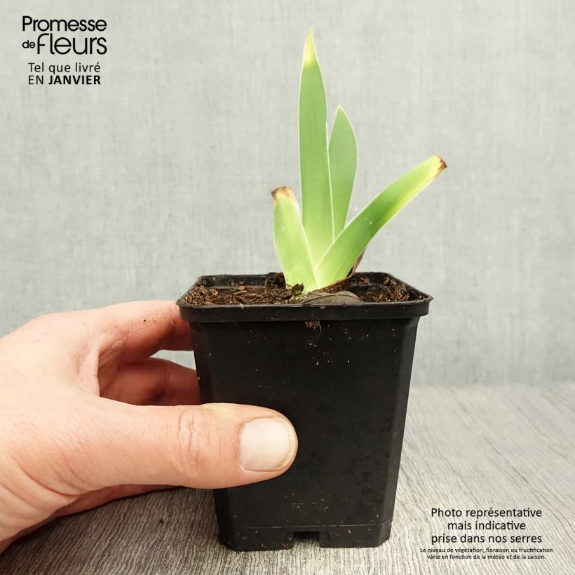 Exemplar von Iris On En Rêve - Schwertlilie Rhizom, Kaliber 10/15, Extraqualität wie im Winter geliefert