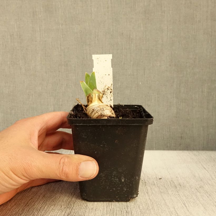 Exemplar von Iris On The Move - Schwertlilie Kleine Töpfe von 8/9 cm wie im Herbst geliefert