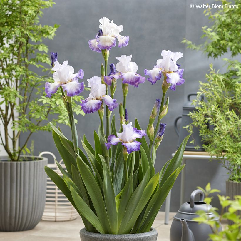Iris Pastel Printanier - Schwertlilie (Hafen)