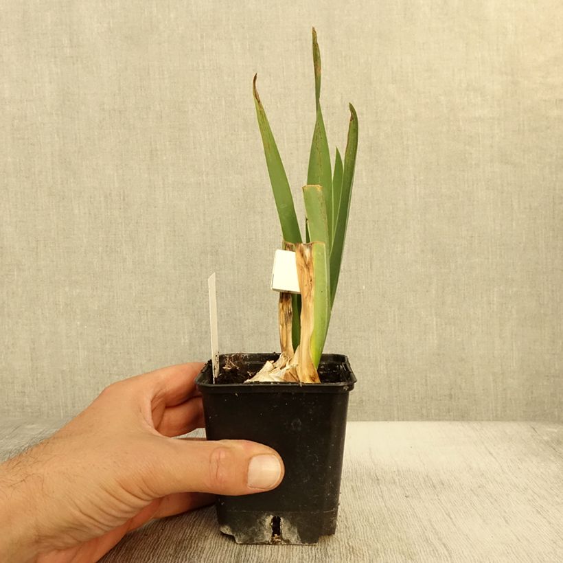 Exemplar von Iris Plaisantin - Schwertlilie Kleine Töpfe von 8/9 cm wie im Herbst geliefert