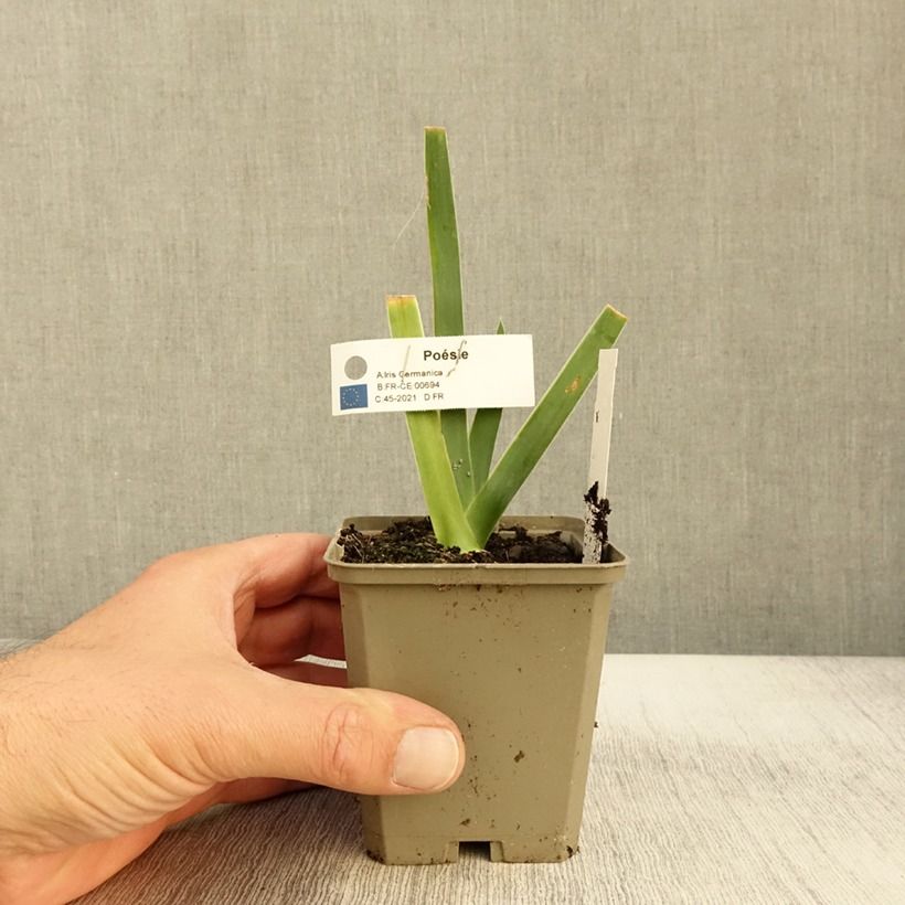 Exemplar von Iris Poésie - Schwertlilie Rhizom, Kaliber 10/15, Extraqualität wie im Herbst geliefert