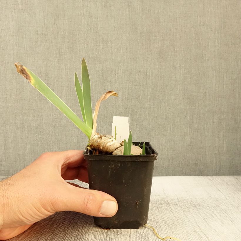 Exemplar von Iris Princesse Caroline de Monaco - Schwertlilie Kleine Töpfe von 8/9 cm wie im Herbst geliefert