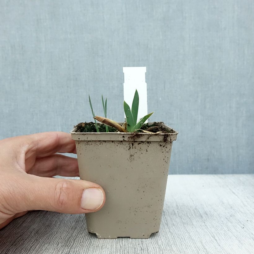 Exemplar von Iris Profond Mystère - Schwertlilie Kleine Töpfe von 8/9 cm wie im Herbst geliefert