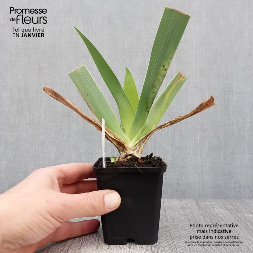 Exemplar von Iris Qualified - Schwertlilie Kleine Töpfe von 8/9 cm wie im Winter geliefert