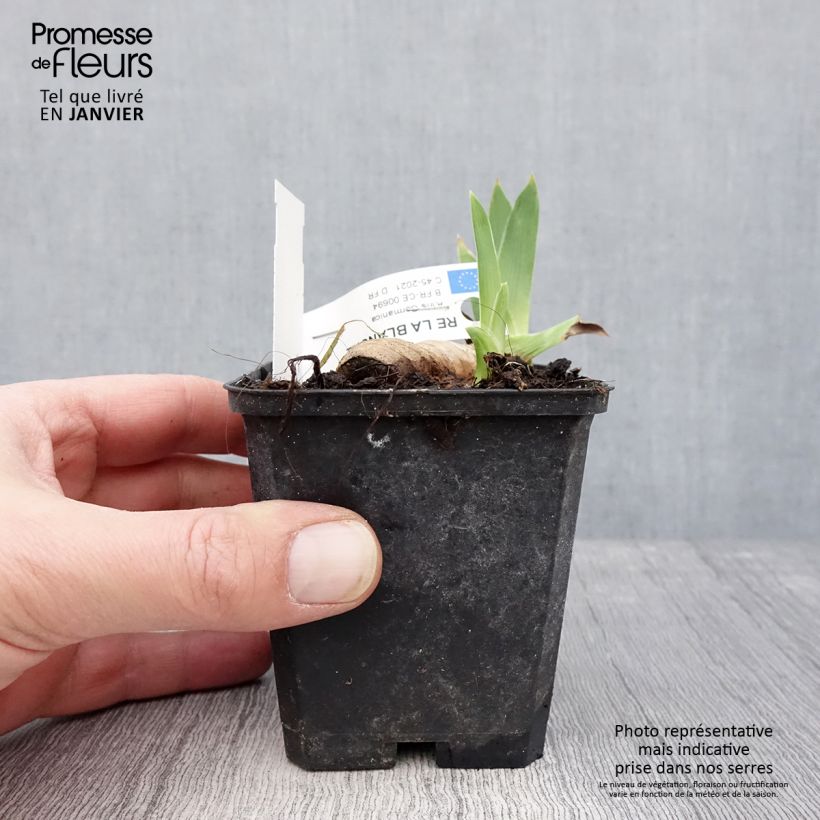 Exemplar von Iris Ré la Blanche - Schwertlilie Kleine Töpfe von 8/9 cm wie im Winter geliefert