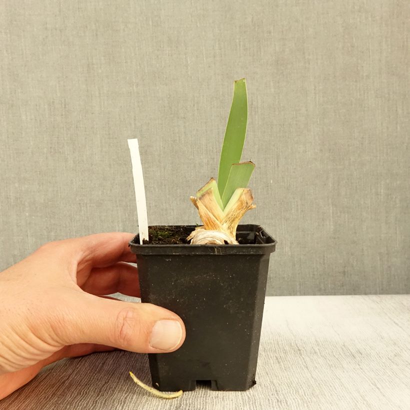 Exemplar von Iris Rosalie Figge - Schwertlilie Kleine Töpfe von 8/9 cm wie im Herbst geliefert