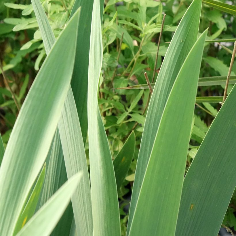 Iris Rouge de Plaisir - Schwertlilie (Laub)