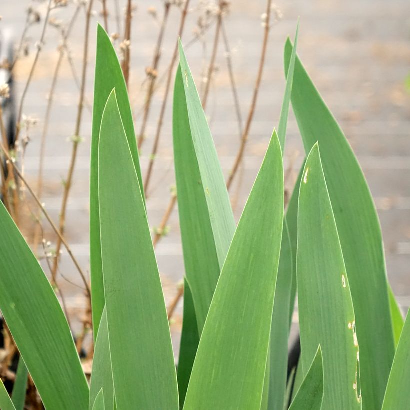 Iris Rouge de Plaisir - Schwertlilie (Laub)