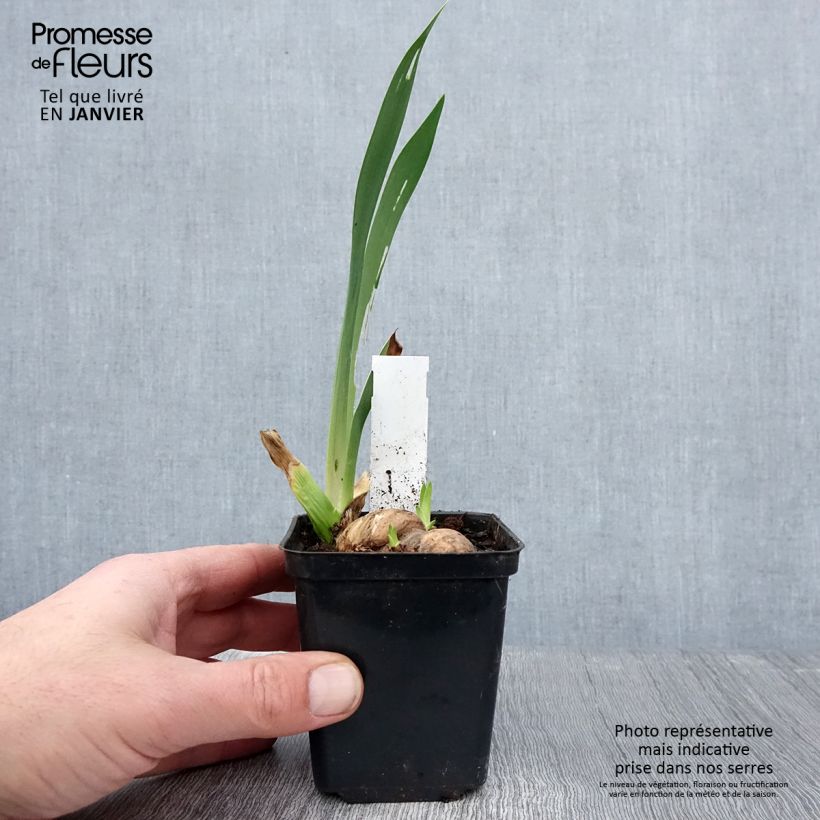 Exemplar von Iris Rouge de Plaisir - Schwertlilie Rhizom, Kaliber 10/15, Extraqualität wie im Winter geliefert