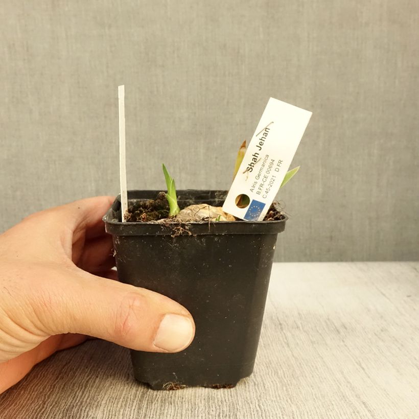 Exemplar von Iris Shah Jehan - Schwertlilie Kleine Töpfe von 8/9 cm wie im Herbst geliefert