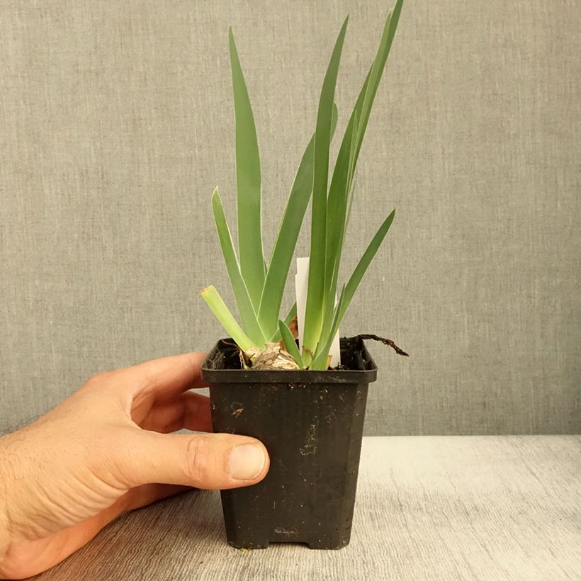 Exemplar von Iris Sharper Image - Schwertlilie Kleine Töpfe von 8/9 cm wie im Herbst geliefert