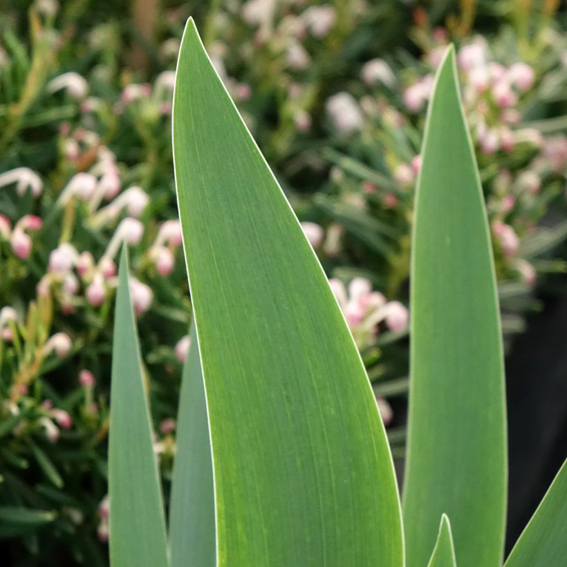 Iris Siva Siva - Schwertlilie (Laub)